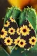 Sunflower Print Drop Earrings